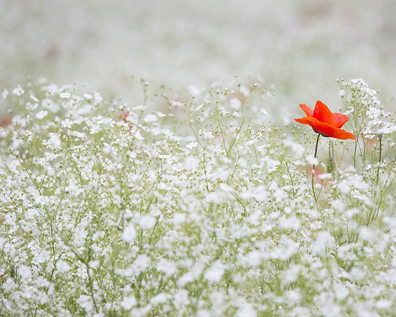 flor entre herbes