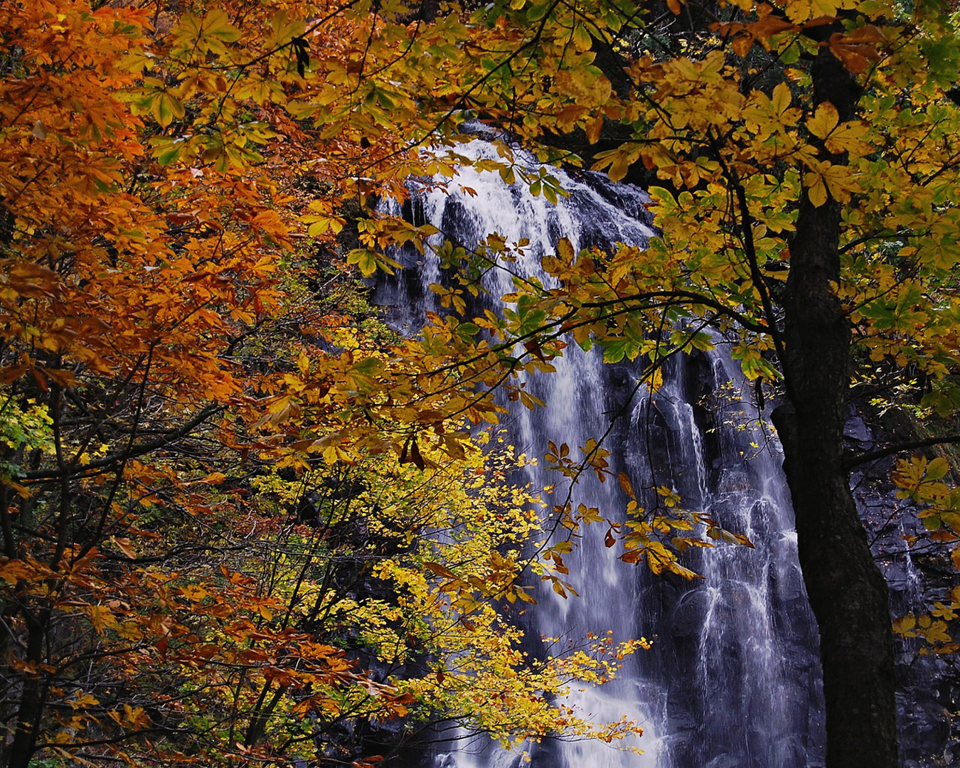 cascada en bosque