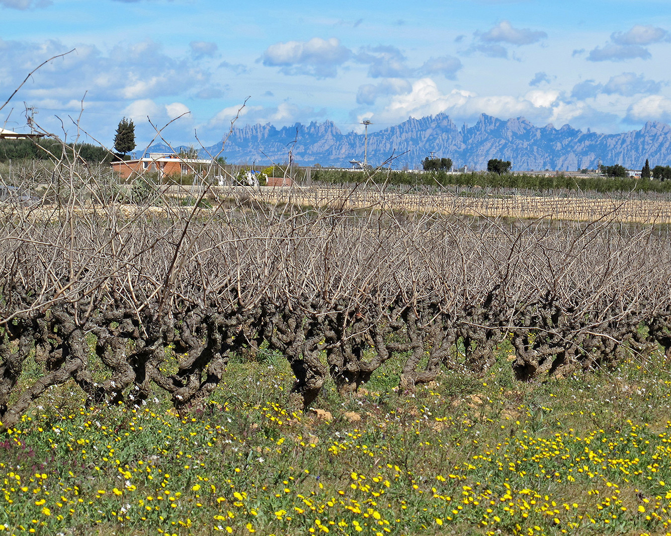 vinyes Penedès i Montserrat